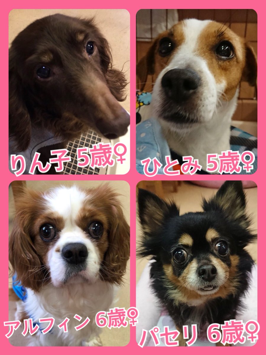 🐾今日の里親様募集中ワンコ🐶メンバーです🐾2019,4,6